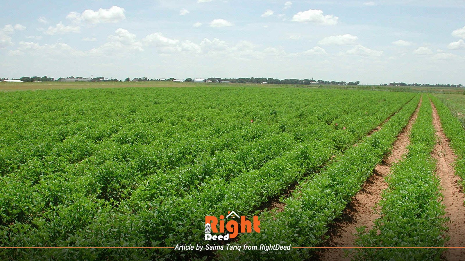 Agricultural Land Around Lahore Has Numerous Opportunities For Investors