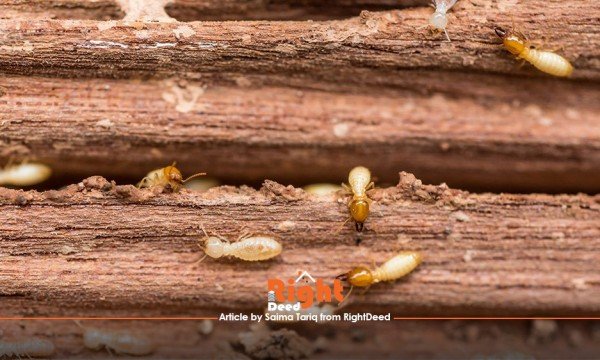 Are Termites Damaging Your House? Find Out Ways to Get Rid of Them!