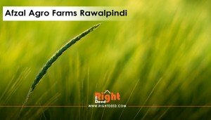 Afzal Agro Farms